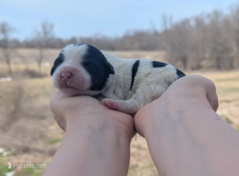 Ulla - AKC - Portuguese water dog  – Portuguese Water Dog puppy for sale in Kingston, MO