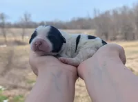 Ulla - AKC - Portuguese water dog , a female Portuguese Water Dog for sale in Kingston, MO – Photo 1 of 8