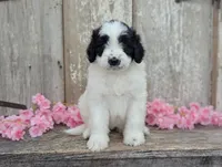 Ulla - AKC - Portuguese water dog , a female Portuguese Water Dog for sale in Kingston, MO – 6 of 9