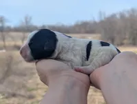 Ulla - AKC - Portuguese water dog , a female Portuguese Water Dog for sale in Kingston, MO – Photo 2 of 8