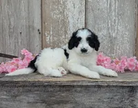 Ulla - AKC - Portuguese water dog , a female Portuguese Water Dog for sale in Kingston, MO – 2 of 9