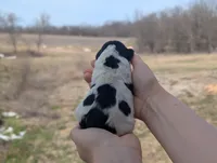Ulla - AKC - Portuguese water dog , a female Portuguese Water Dog for sale in Kingston, MO – Photo 7 of 8