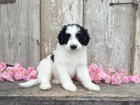 Ulla - AKC - Portuguese water dog , a female Portuguese Water Dog for sale in Kingston, MO – 3 of 9