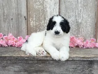 Ulla - AKC - Portuguese water dog , a female Portuguese Water Dog for sale in Kingston, MO – 8 of 9