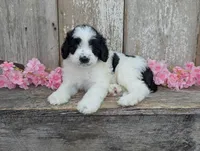 Ulla - AKC - Portuguese water dog , a female Portuguese Water Dog for sale in Kingston, MO – 9 of 9