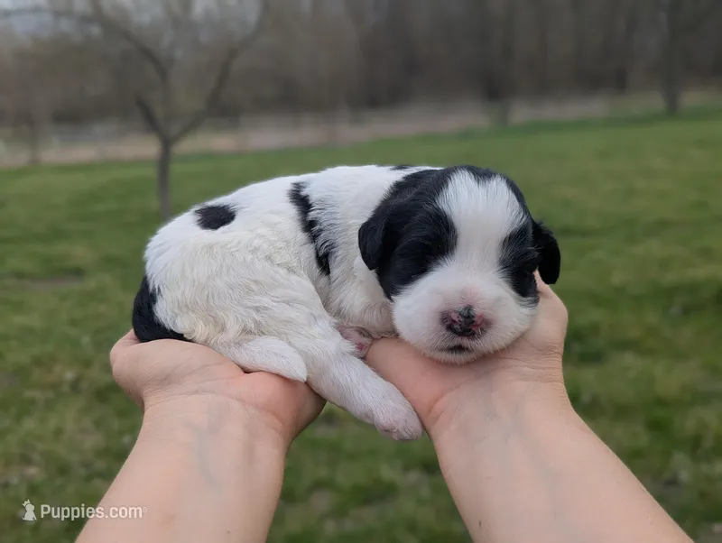 Ulla - AKC - Portuguese water dog  – Portuguese Water Dog puppy for sale in Kingston, MO