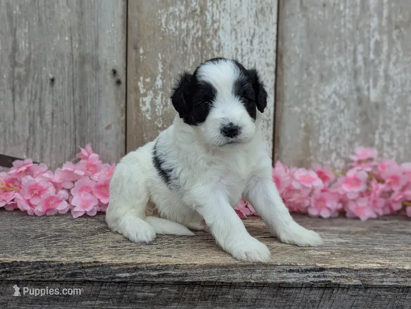 Ulla - AKC - Portuguese water dog  – Portuguese Water Dog puppy for sale in Kingston, MO