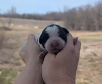 Ulla - AKC - Portuguese water dog , a female Portuguese Water Dog for sale in Kingston, MO – Photo 6 of 8