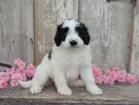 Ulla - AKC - Portuguese water dog , a female Portuguese Water Dog for sale in Kingston, MO – 5 of 9