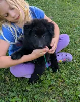 AKC - Belgian Sheepdog - Green Boy, a male Belgian Sheepdog for sale in Kingston, MO – 6 of 10
