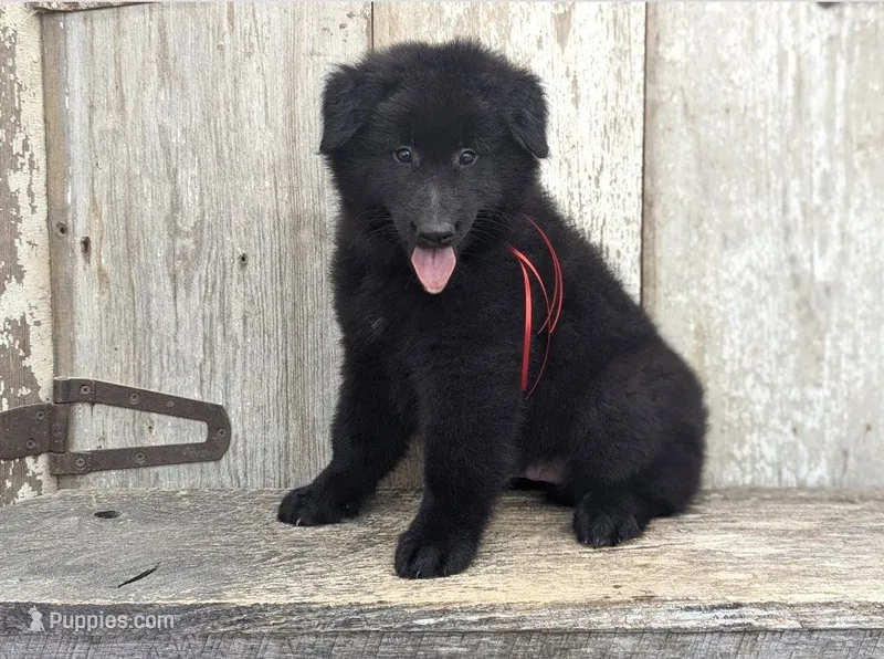 AKC - Belgian Sheepdog - Red Boy – Belgian Sheepdog puppy for sale in Kingston, MO