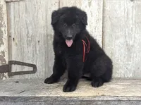 AKC - Belgian Sheepdog - Red Boy, a male Belgian Sheepdog for sale in Kingston, MO – 1 of 10