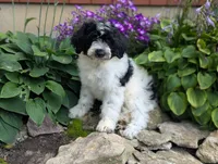 Victor , a male Portuguese Water Dog for sale in Kingston, MO – 7 of 10