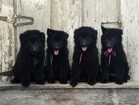 AKC - Belgian Sheepdog - Red Boy, a male Belgian Sheepdog for sale in Kingston, MO – 8 of 10