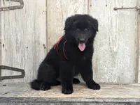 AKC - Belgian Sheepdog - Red Boy, a male Belgian Sheepdog for sale in Kingston, MO – 2 of 10