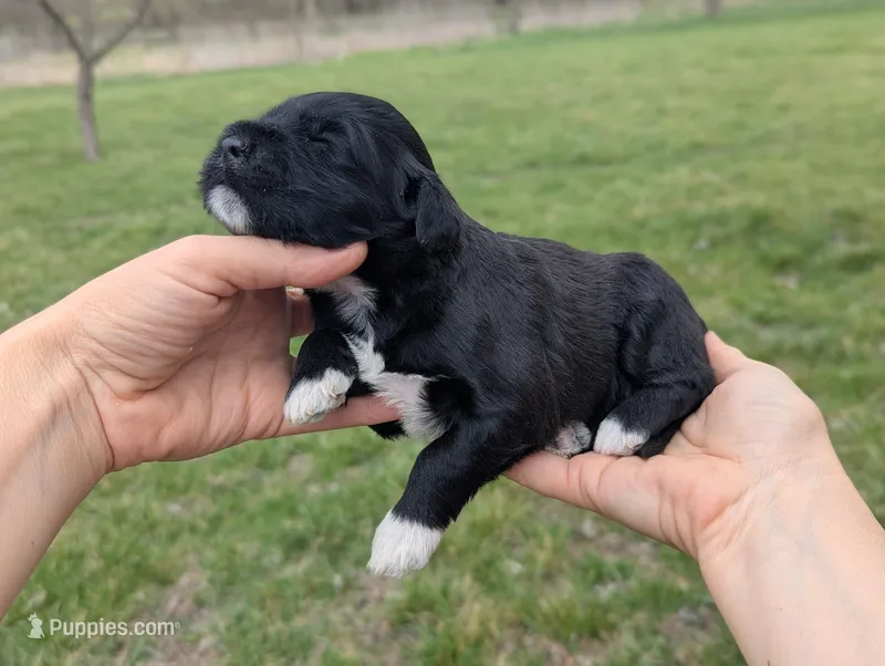 Ulyssa - AKC - Portuguese water dog  – Portuguese Water Dog puppy for sale in Kingston, MO