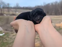 Ulyssa - AKC - Portuguese water dog , a female Portuguese Water Dog for sale in Kingston, MO – Photo 3 of 6