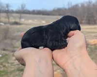 Ulyssa - AKC - Portuguese water dog , a female Portuguese Water Dog for sale in Kingston, MO – Photo 4 of 6