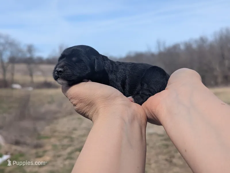 Ulyssa - AKC - Portuguese water dog  – Portuguese Water Dog puppy for sale in Kingston, MO