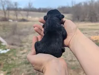 Ulyssa - AKC - Portuguese water dog , a female Portuguese Water Dog for sale in Kingston, MO – Photo 6 of 6