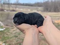 Ulyssa - AKC - Portuguese water dog , a female Portuguese Water Dog for sale in Kingston, MO – Photo 5 of 6