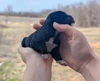 Ulyssa - AKC - Portuguese water dog , a female Portuguese Water Dog for sale in Kingston, MO – Photo 2 of 6