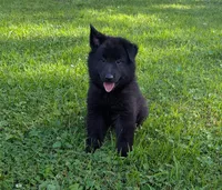 AKC - Belgian Sheepdog - Purple Girl, a female Belgian Sheepdog for sale in Kingston, MO – 6 of 10