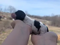 Tiny - AKC - Portuguese water dog , a female Portuguese Water Dog for sale in Kingston, MO – Photo 4 of 6