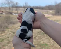 Tiny - AKC - Portuguese water dog , a female Portuguese Water Dog for sale in Kingston, MO – Photo 2 of 6