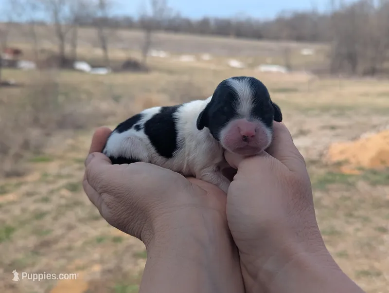 Tiny - AKC - Portuguese water dog  – Portuguese Water Dog puppy for sale in Kingston, MO
