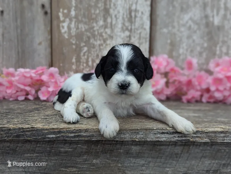 Tiny - AKC - Portuguese water dog  – Portuguese Water Dog puppy for sale in Kingston, MO