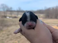 Tiny - AKC - Portuguese water dog , a female Portuguese Water Dog for sale in Kingston, MO – Photo 6 of 6