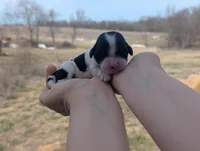 Tiny - AKC - Portuguese water dog , a female Portuguese Water Dog for sale in Kingston, MO – Photo 5 of 6