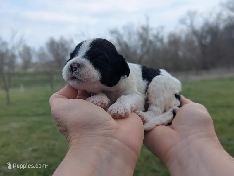 Tiny - AKC - Portuguese water dog  – Portuguese Water Dog puppy for sale in Kingston, MO