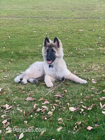 Silver Tervuren Male