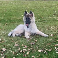 Silver Tervuren Male, a male Belgian Tervuren for sale in Kingston, MO – Photo 4 of 7