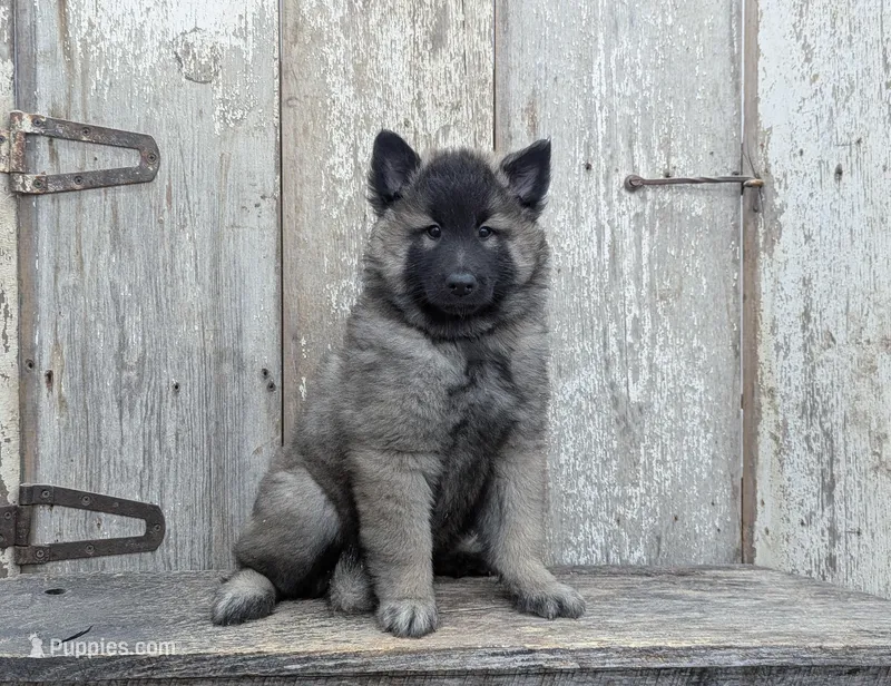 Silver Tervuren Male – Belgian Tervuren puppy for sale in Kingston, MO