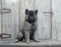 Silver Tervuren Male, a male Belgian Tervuren for sale in Kingston, MO – Photo 1 of 7