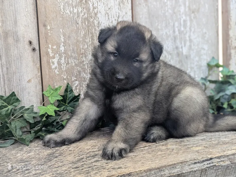 Silver Tervuren Male