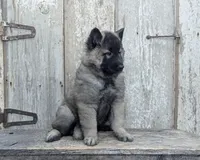 Silver Tervuren Male, a male Belgian Tervuren for sale in Kingston, MO – Photo 3 of 7