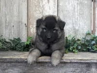 Silver Tervuren Male #1, a male Belgian Tervuren for sale in Kingston, MO – Photo 3 of 10