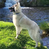 Silver Tervuren Male, a male Belgian Tervuren for sale in Kingston, MO – Photo 6 of 7