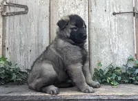 Silver Tervuren Male #1, a male Belgian Tervuren for sale in Kingston, MO – Photo 5 of 10