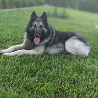 Silver Tervuren Male, a male Belgian Tervuren for sale in Kingston, MO – Photo 7 of 7