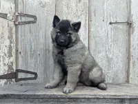 Silver Tervuren Male, a male Belgian Tervuren for sale in Kingston, MO – Photo 2 of 7