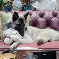 Silver Tervuren Male, a male Belgian Tervuren for sale in Kingston, MO – Photo 5 of 7