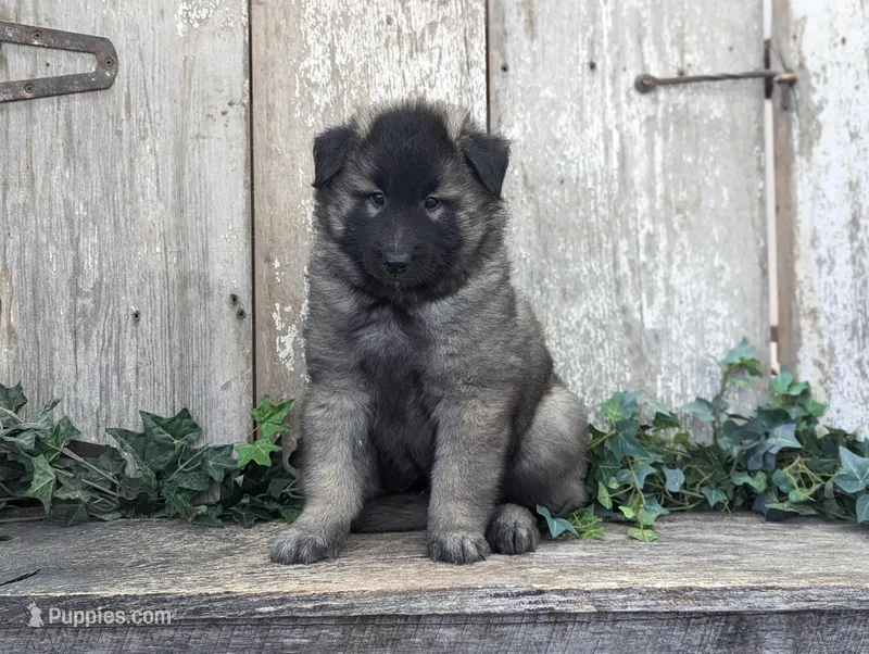 Silver Tervuren Male #1, a male Belgian Tervuren for sale in Kingston, MO – Photo 1 of 10