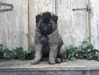 Silver Tervuren Male #1, a male Belgian Tervuren for sale in Kingston, MO – Photo 1 of 10