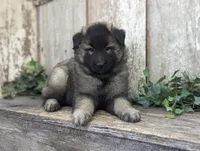 Silver Tervuren Male #1, a male Belgian Tervuren for sale in Kingston, MO – Photo 2 of 10