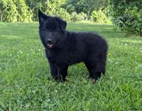 AKC - Belgian Sheepdog - Purple Girl, a female Belgian Sheepdog for sale in Kingston, MO – 4 of 10